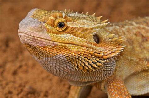 pet vet  bearded dragon lizard  longer   eat life