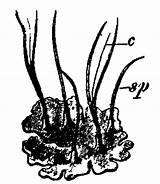 Anthoceros Laevis Liverworts Hepaticae Columella Cerita Mimpi sketch template