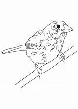 Bunting Coloring Bird Sheet sketch template