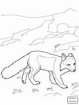 Fox Arctic Coloring Drawing Getdrawings sketch template