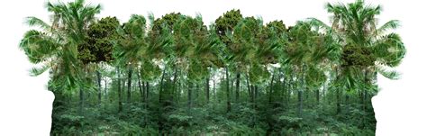 jungle forest  digitalwideresource  deviantart