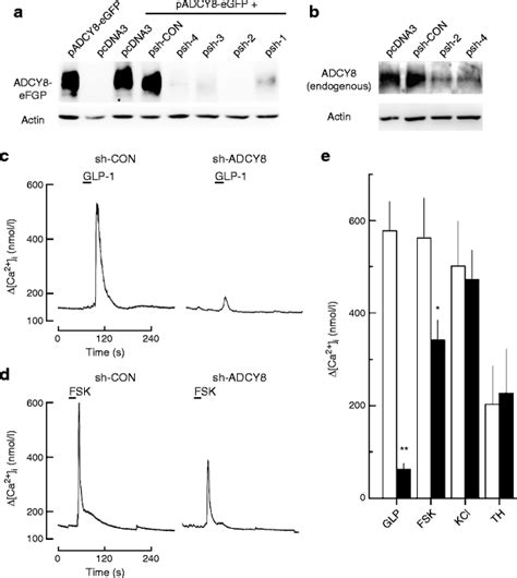 adenylyl cyclase   central  glucagon  peptide  signalling  effects  chronically