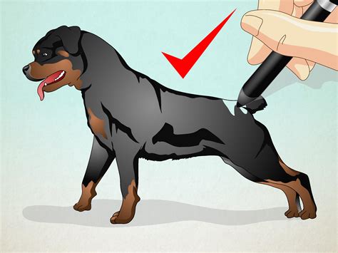 draw  realistic dog  steps  pictures wikihow