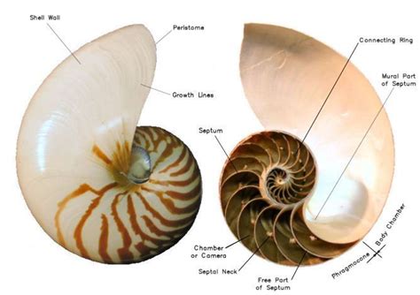 morphology  fossil cephalopod shells tonmocom  octopus news magazine  dad tattoos