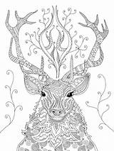 Coloring Zentangle Erwachsene Malvorlagen Deer Eule Ausdrucken Erwachsen Werden Bildergebnis Gazo sketch template
