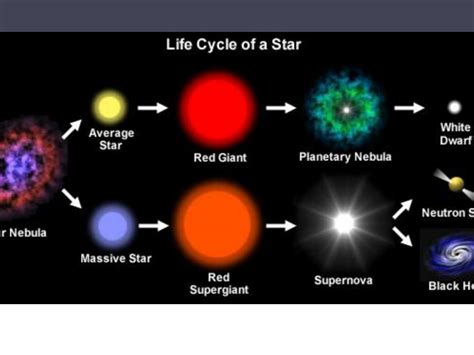 life cycle   star diagram worksheet