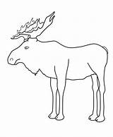 Moose Coloring Head Drawing Template Getdrawings Pages sketch template