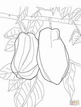 Coloring Pages Fruit sketch template