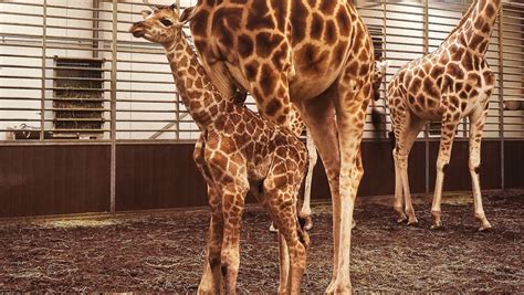 giraffe van bedreigde soort geboren  safaripark beekse bergen rtl nieuws