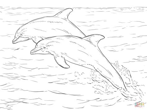 dibujo de dos delfines nariz de botella  colorear dibujos
