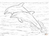 Coloring Dolphins Bottlenose Pages Dolphin Print Two Drawing Sea Atlantic Realistic Animal Printable Getdrawings Supercoloring sketch template