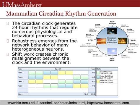 Ppt Multiscale Modeling Of The Mammalian Circadian Clock The Role Of