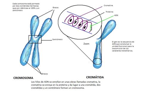 La Meiosis Estructura De Un Cromosoma Por Cristina Romero