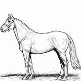 Stallion Hest Tegninger Tegning Ausmalbild Til Hopper Hengst sketch template