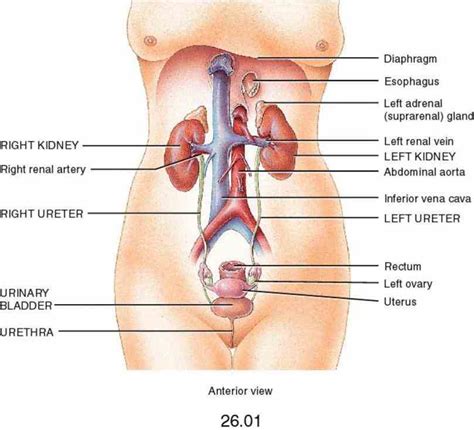 Female Reproductive And Urinary System Diagram