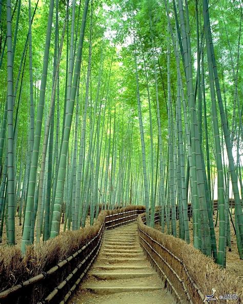 atvisit japan  japans arashiyama bamboo grove   outskirts  kyoto towering green st