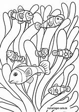 Seeanemone Ausmalbilder Fische Malvorlagen Tiere Wasser Ausmalen sketch template