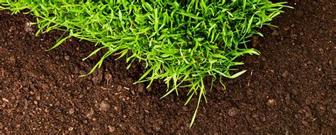 turfgrass applications mighty grow