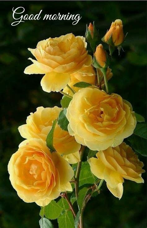 Пин от пользователя galina gala на доске roses Розы Цветы и Желтые розы