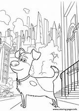 Pets Secret Coloring Pages Max City Dog Lifeof Walk Printable Color Book sketch template