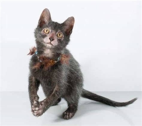 Lykoi Cat Facts Know About These Werewolf Cat Catsfud