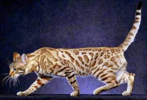 cheetoh cat breed information images characteristics health