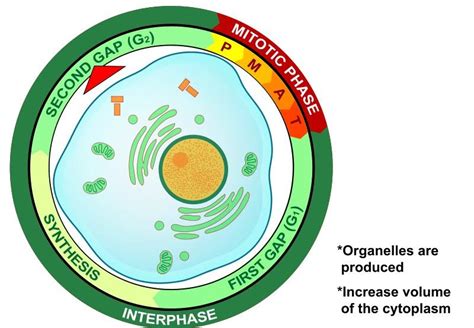 difference  gg phase  cell cycle