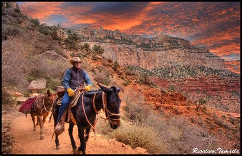 mule riding   mule ride   grand canyons flickr