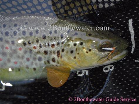 2bonthewater Guide Service Reports December 22 2010