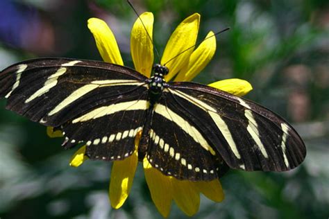 black  dark colored butterflies  identification guide owlcation