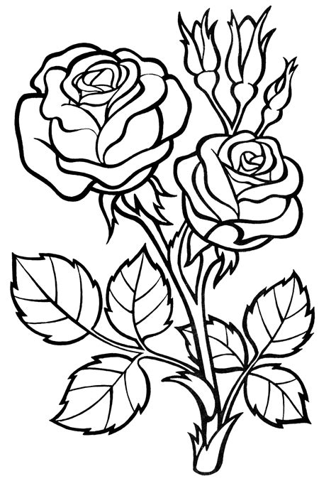 roses coloring pages    print