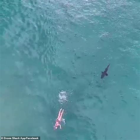 chilling moment  shark stalks  unsuspecting swimmer  bondi beach