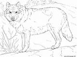 Wolf Coloring Pages Printable Grey Realistic Adults Drawing Color Animals Print Sheets Adult Wolfs Forest Drawings Colouring Gray Template Animal sketch template