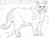 Cat Shorthair British Coloring Pages Printable Realistic Cats Persian A4 Adults Druku Kitty Ausmalbild Drawing sketch template