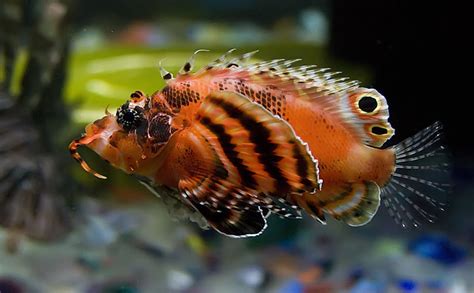 beautiful fish flickr photo sharing