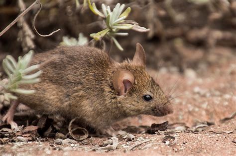 types of mice in the uk mouse identification and facts pest defence