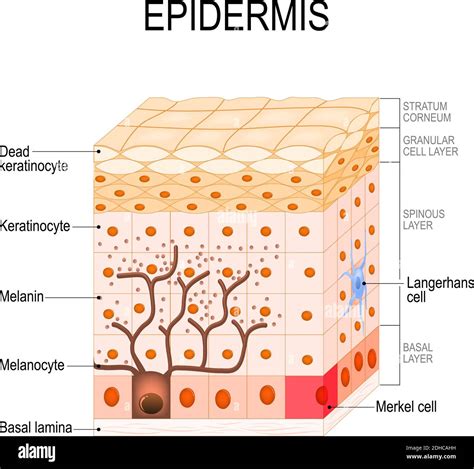 epidermis struktur zelle und schichten einer menschlichen haut