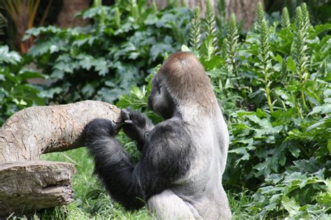 western lowland gorillas gorilla trekking tours uganda