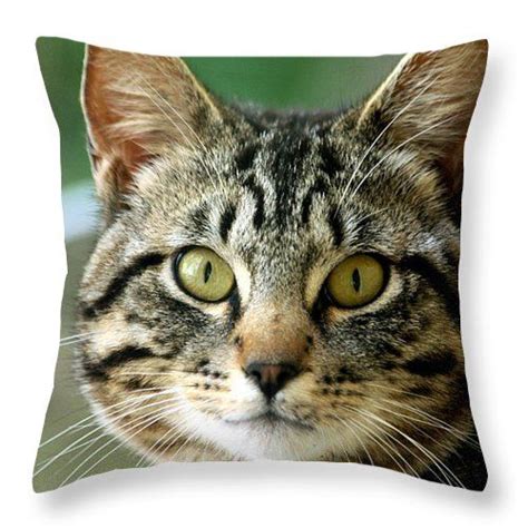 Portrait Of A Tabby Cat Throw Pillow By Sheila Brown Tabby Cat