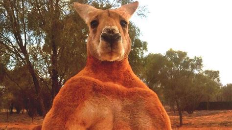 Roger Australia S Huge And Buff Kangaroo Dies At Sanctuary