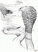 Coloring Cobra Mongoose Pages King Snake Fighting Drawing Animals Printable Jungle Coloringbay Gif Print Animal Color 31kb 1024px Getdrawings Realistic sketch template
