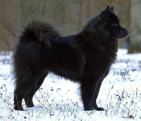 eurasian dog dog breeds puppies