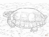 Coloring Pages Tortoise Galapagos Desert Realistic Getdrawings Getcolorings sketch template