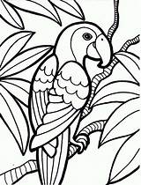 Coloring Pages Rainforest Tropical Flower Plants Animals sketch template