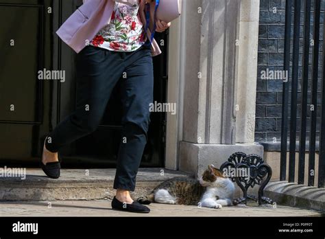 larry   downing street cat  chief mouser   cabinet office enjoying  sunshine