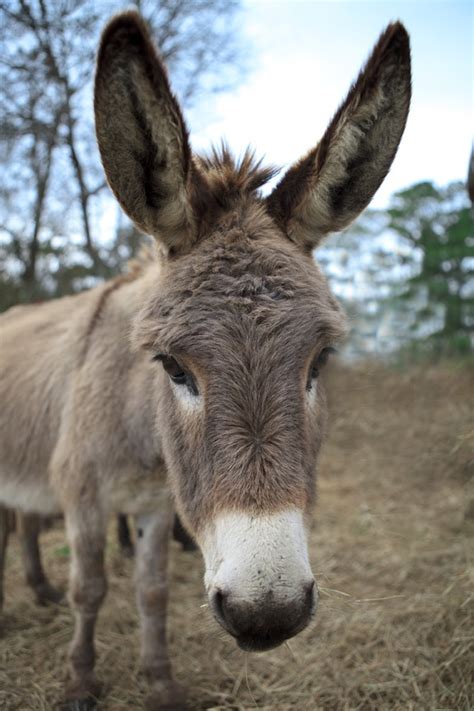 printable donkey ears customize  print