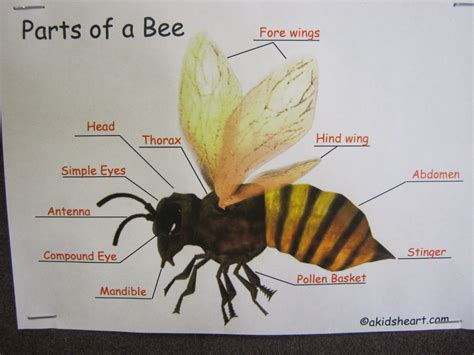 labelled diagram   honey bee  images honey bee anatomy printable lesson