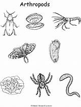 Arthropods Arthropoda Phylum Coloring Animal Examples Science Insects Clipart Insect Life Arthropod Invertebrate Colouring Pages System Zoology Skeletal Worksheets Color sketch template