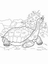 Tortoise Coloring Galapagos Pages Printable Giant Drawing Drawings Aldabra sketch template
