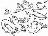 Fish Sea Coloring Deep Pages Dangerous Angler Drawing Outlines Creatures Color Tocolor Animals Kids Viper Colouring Drawings Outline Animal Ocean sketch template